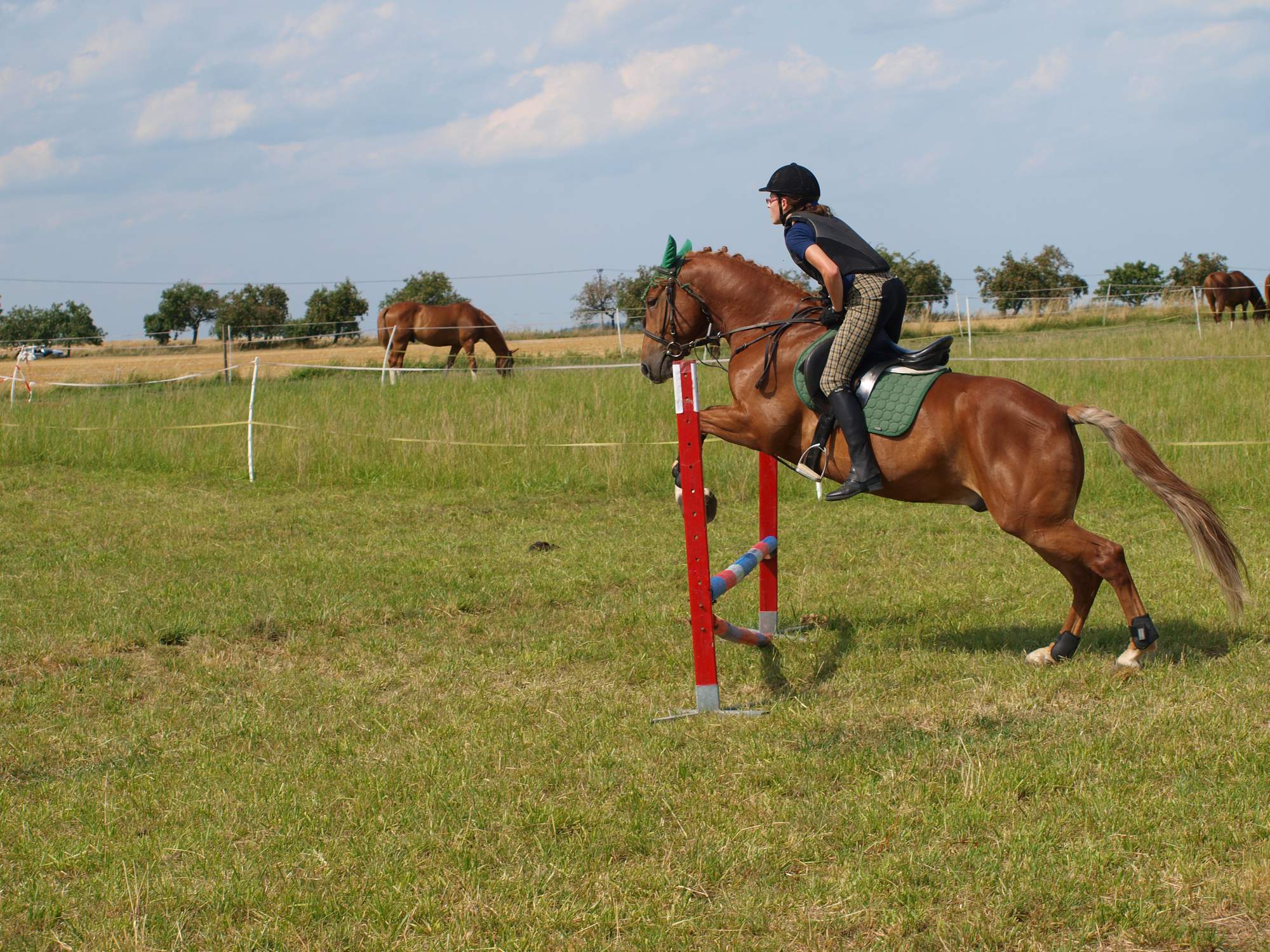 Hanka 3